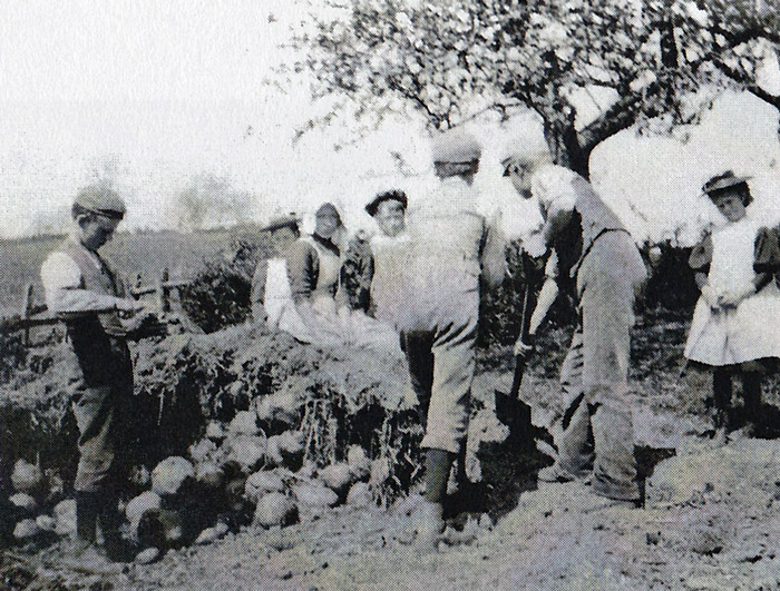 Ragdale farm 1896: cleaning turnips